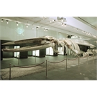 thumbnail Fin whale skeleton - 23 m