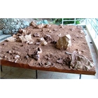 thumbnail Moulage du sol de la grotte - Frontal d'Homo erectus - 170 000 ans