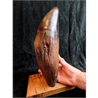 thumbnail Livyatan – Der größte Zahn der Welt – Fossiler Pottwalzahn „Livyatan melvillei“ – 32 cm langer Eckzahn – Acrystal Prima-Abguss mit einem Gewicht von über 2 kg